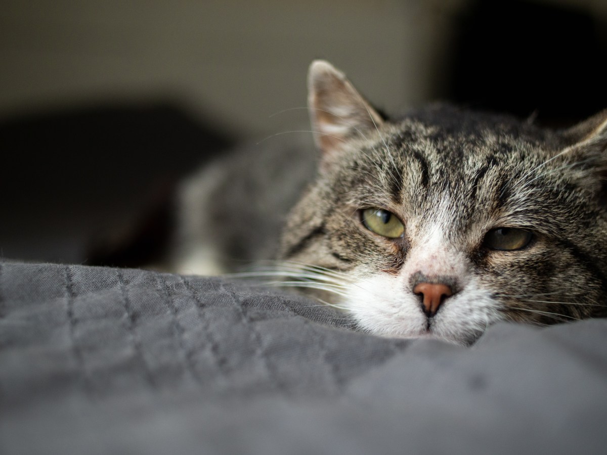 Oft unerkannt und schleichend – diese Krankheit führt bei Katzen fast immer zum Tod
