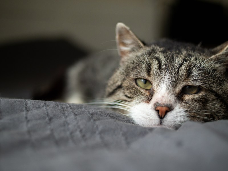 Häufigste Todesursache Katze liegt auf Bett
