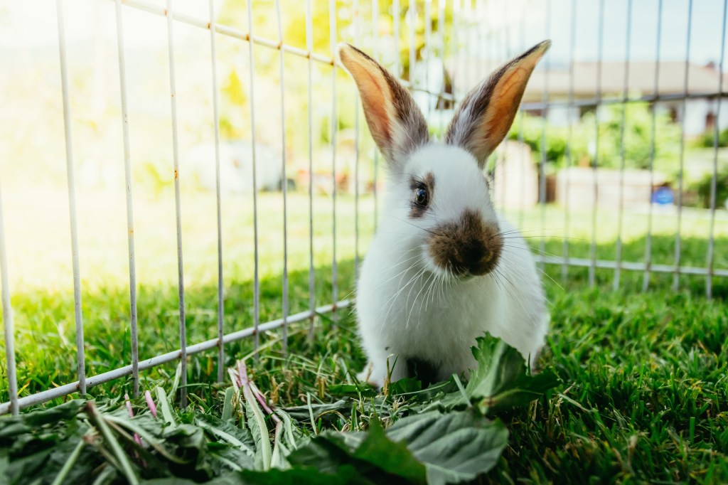 Hase im Garten