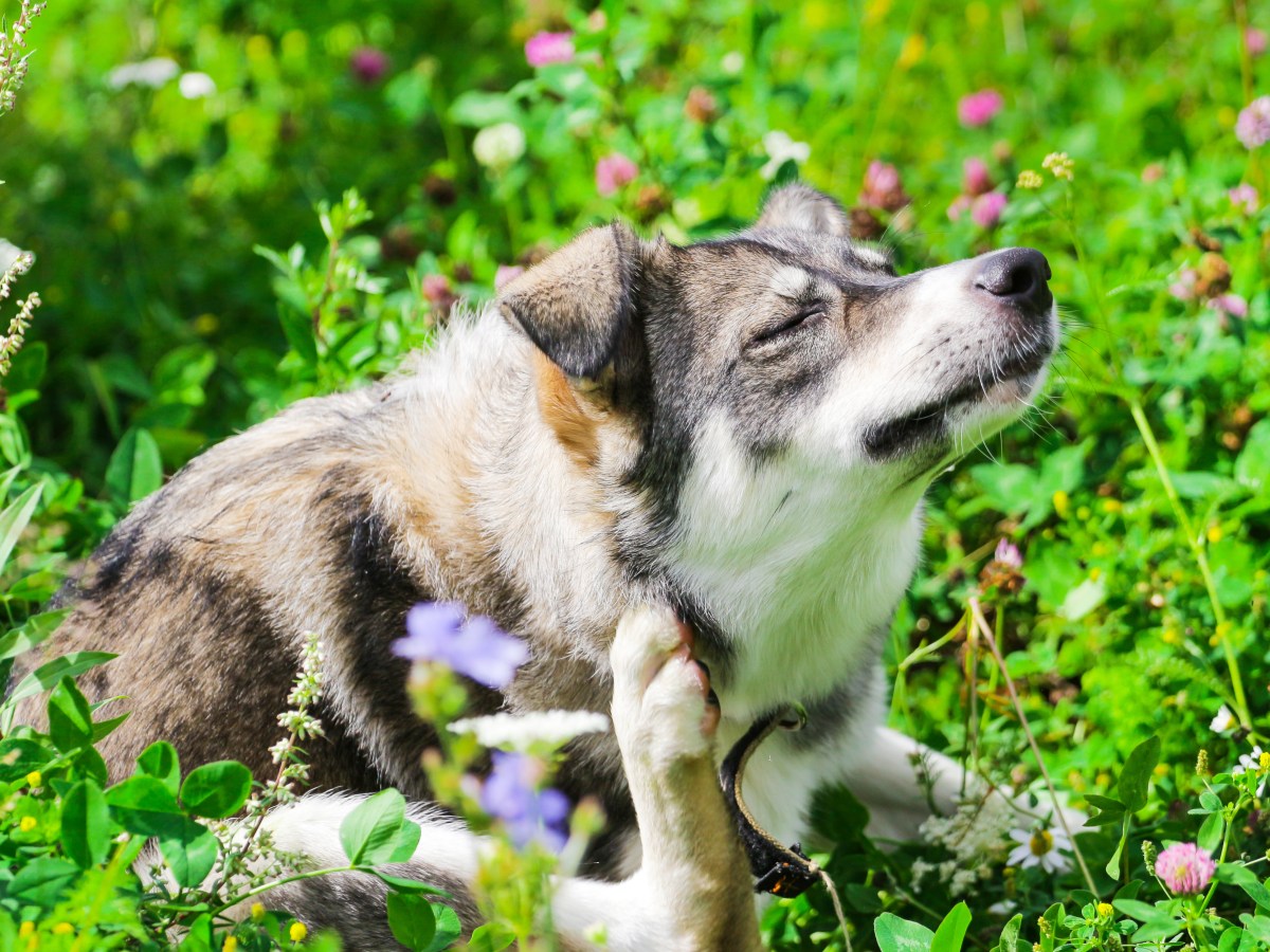 Allergietest für Hunde: Kann man die Vierbeiner einfach selbst testen?