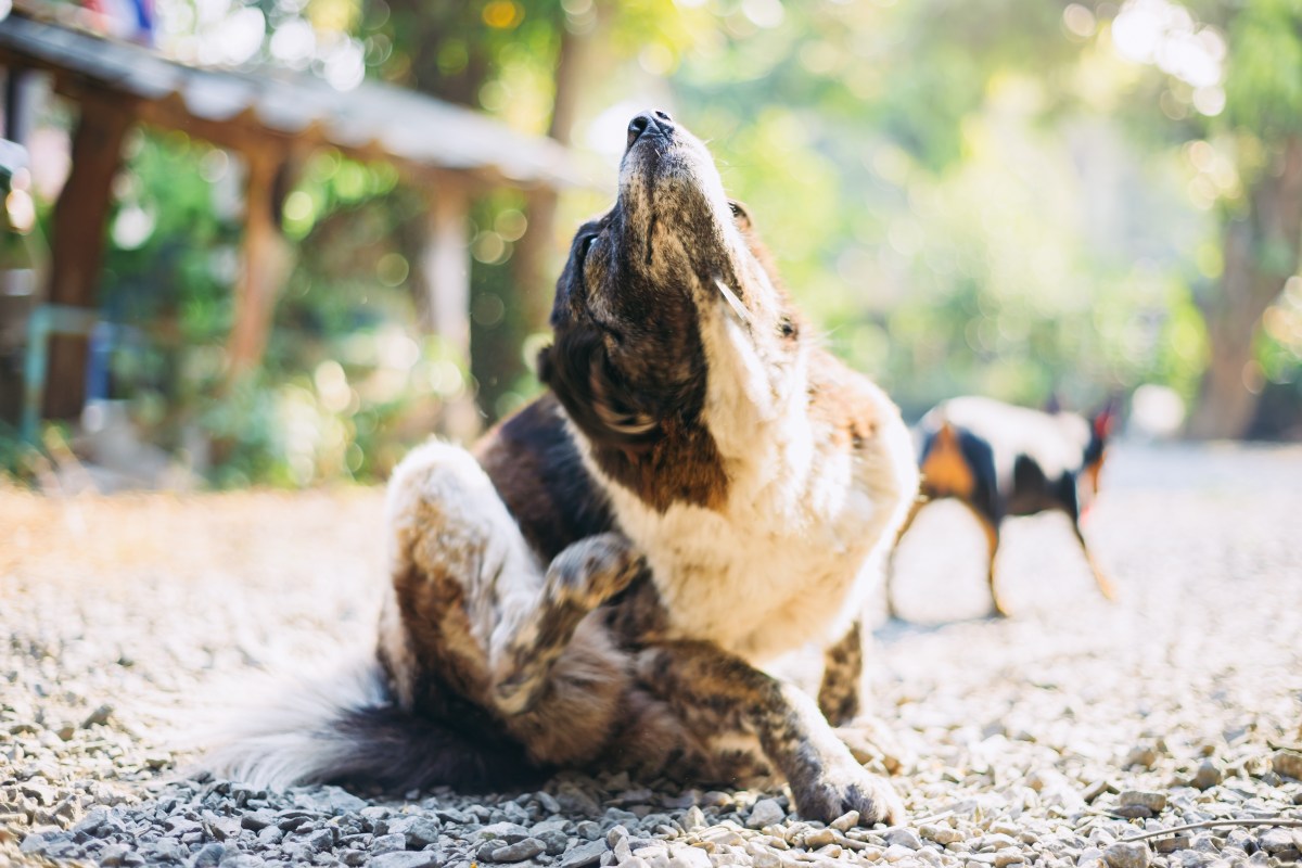 Hund mit Allergien