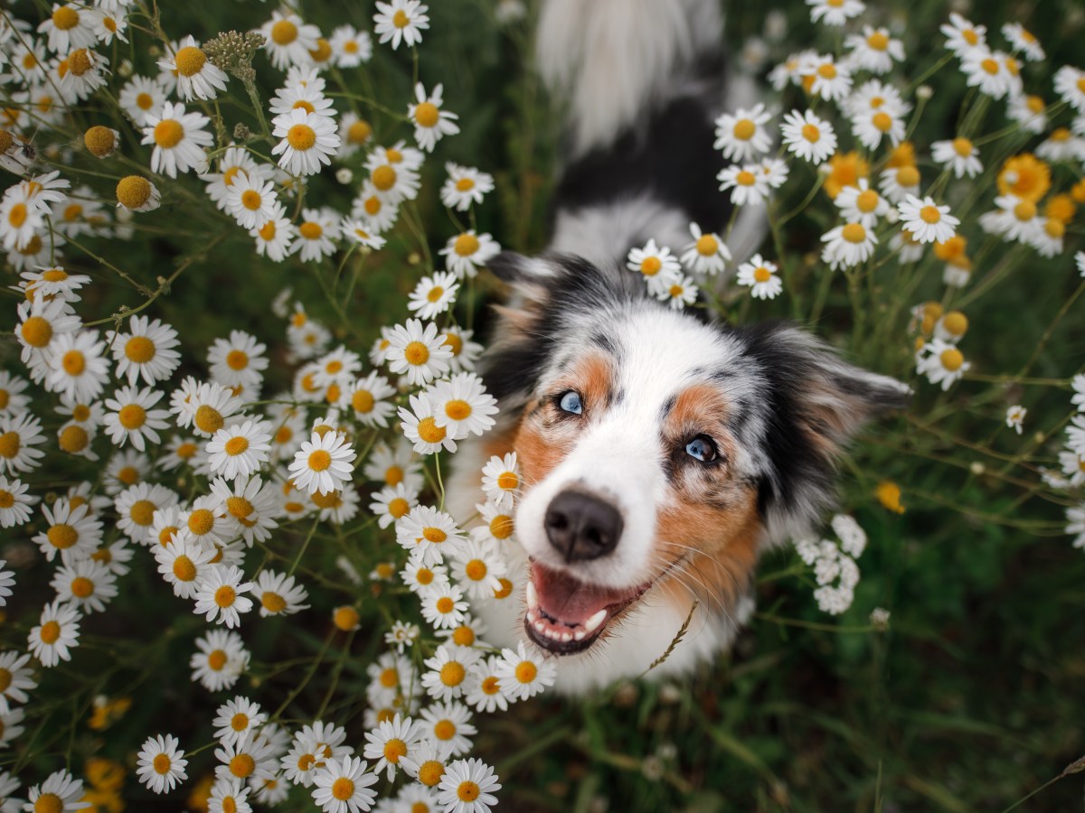 Hund mit Blumen