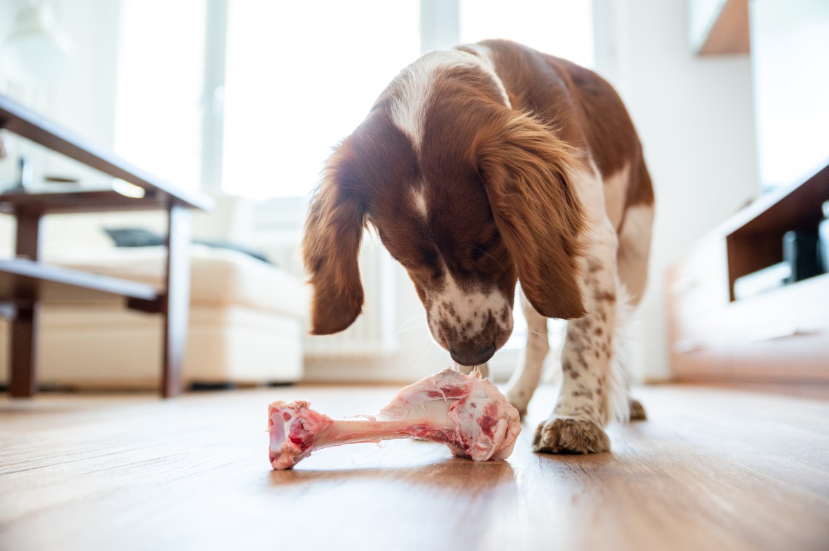 Hund mit Fleisch