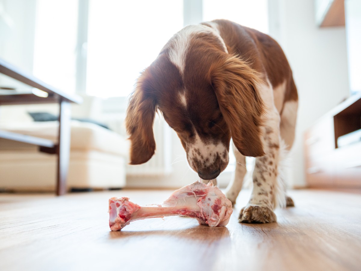 Immer mehr Hunde haben eine Fleischallergie: Das kannst du dagegen tun