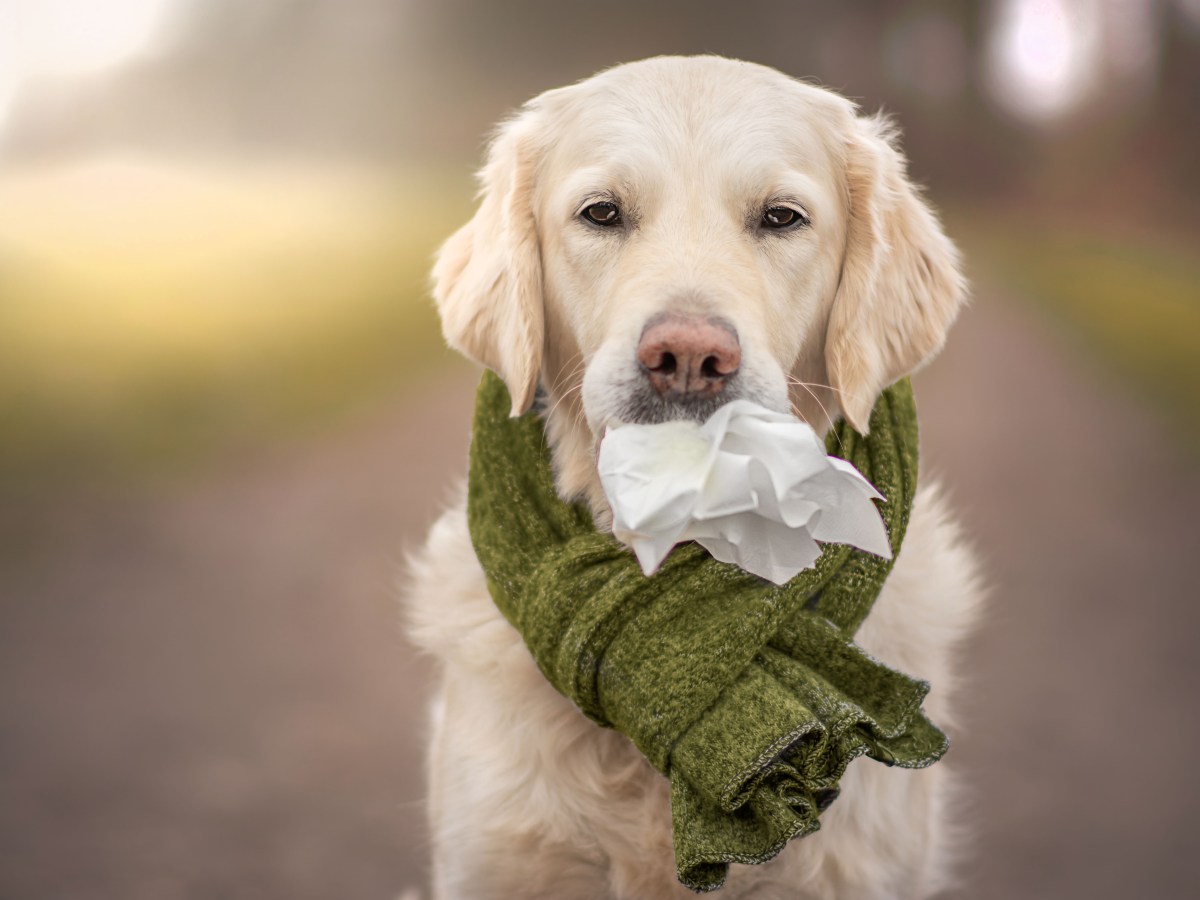 Können Hunde allergisch gegen Parfum sein?