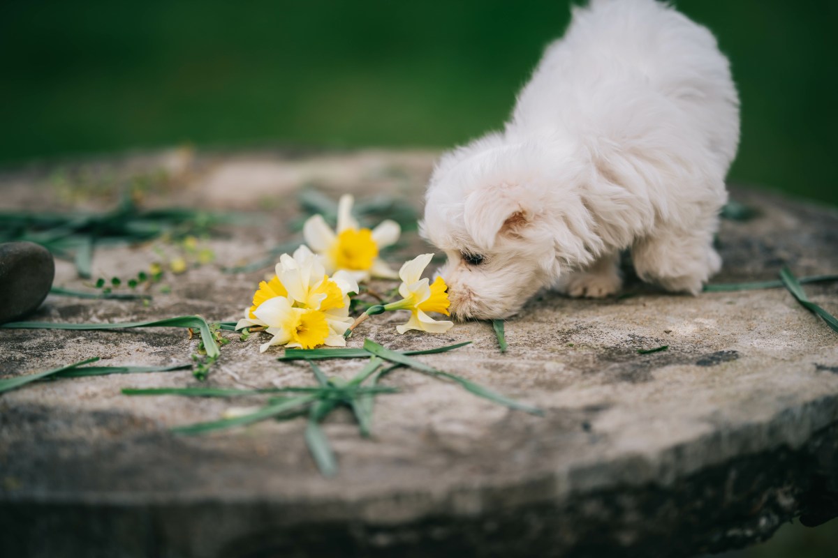 Hund mit Narzissen