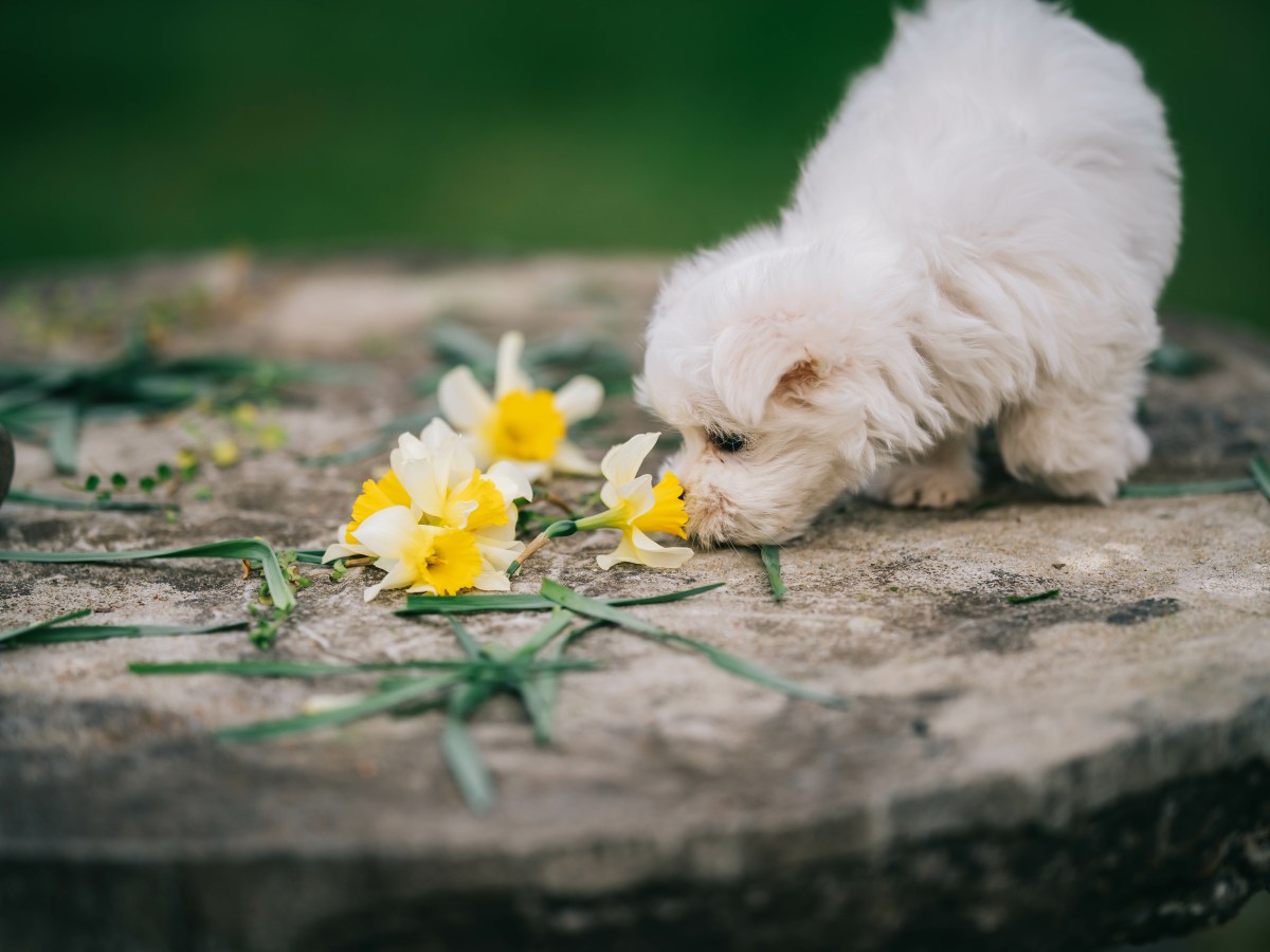 Diese 3 Blumenzwiebeln sind für Hunde lebensgefährlich