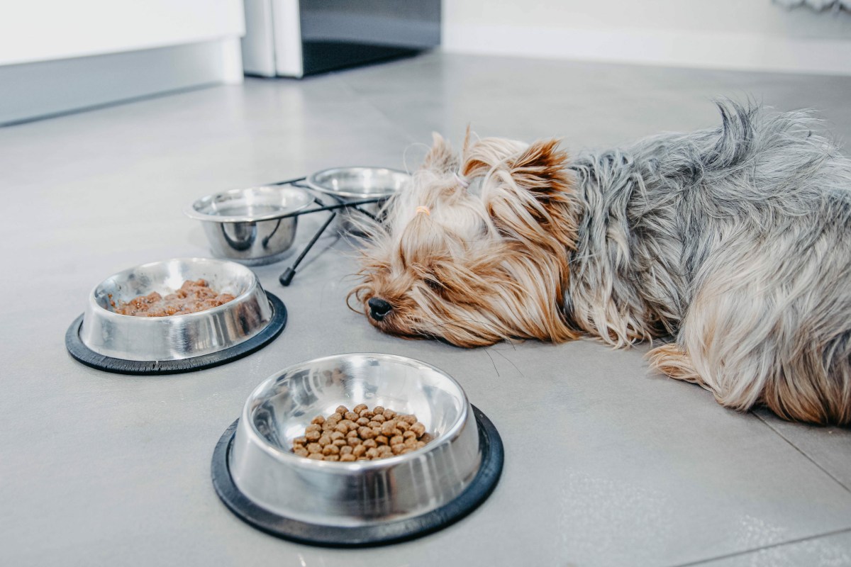 Hund liegt vor Futternäpfen