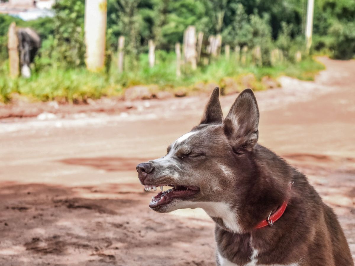 „Mein Hund niest beim Spielen“: Ist er gegen etwas allergisch?