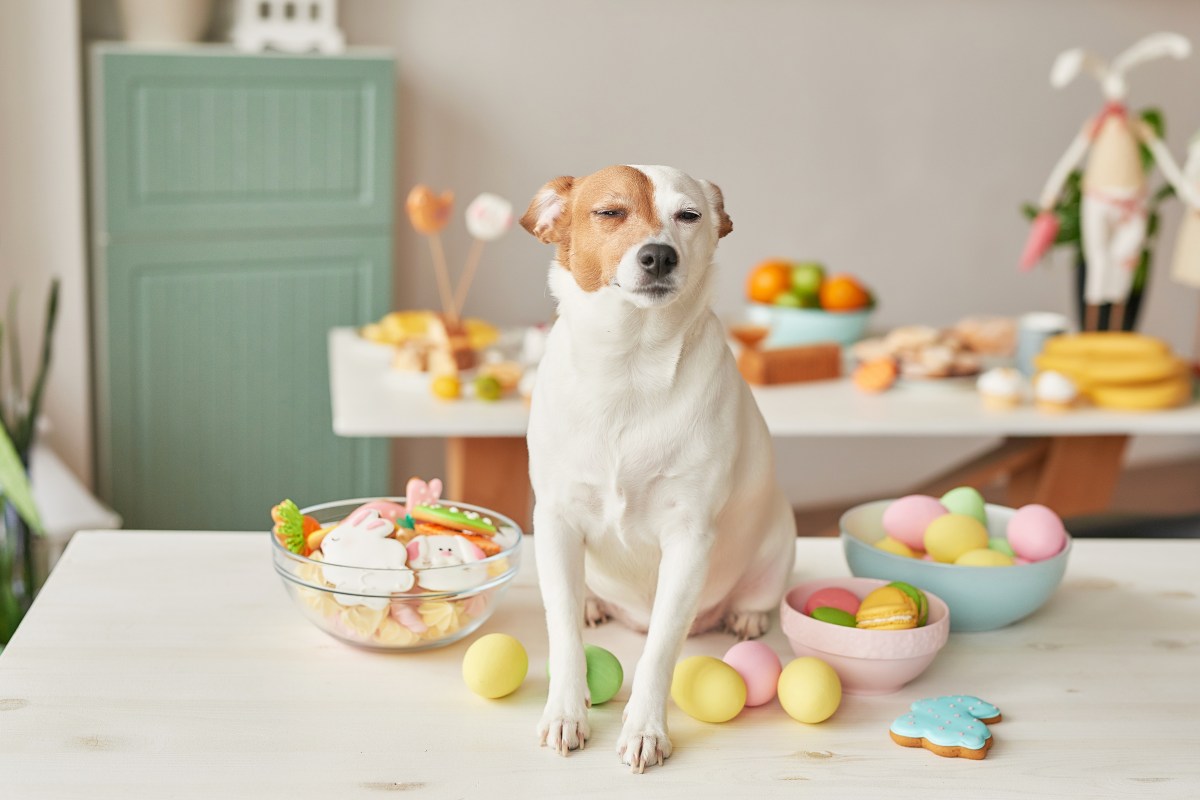 Ostergeschenke fÃ¼r Hunde