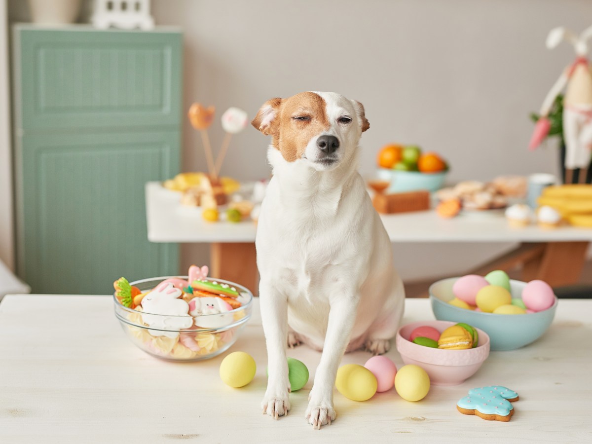 Ostergeschenke für Hunde: So machst du deinem Hund an Ostern eine Freude