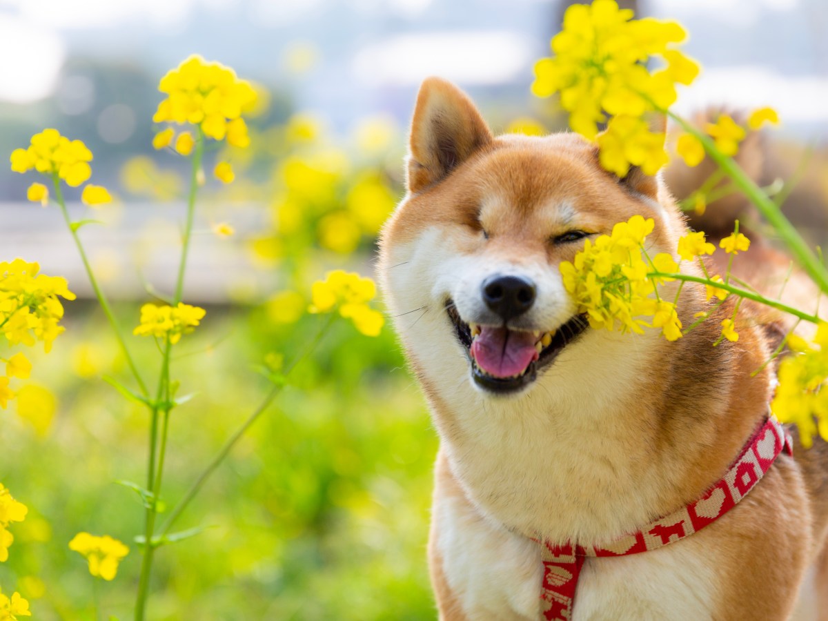 Allergie-Zeit: Auf diese Pflanze reagieren viele Hunde allergisch