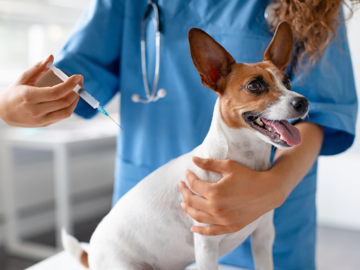 Dein Hund hat eine Allergie? So kannst du ihn nun behandeln