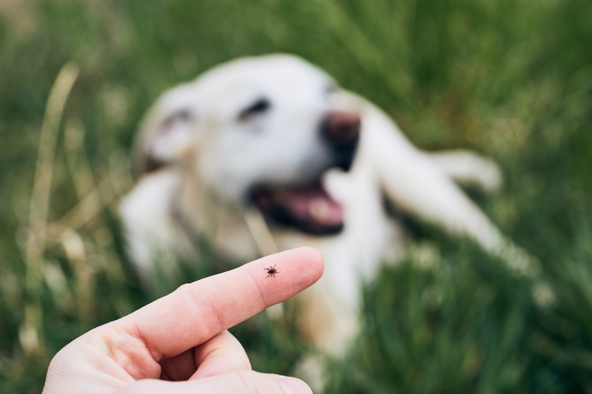 Hund mit Zecke