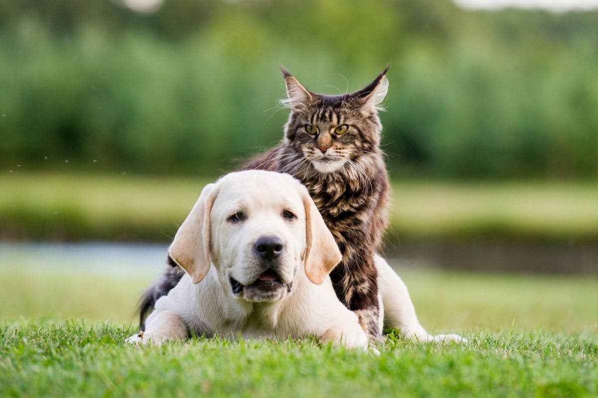 Maine Coon Katze liegt mit Hund auf dem Rasen
