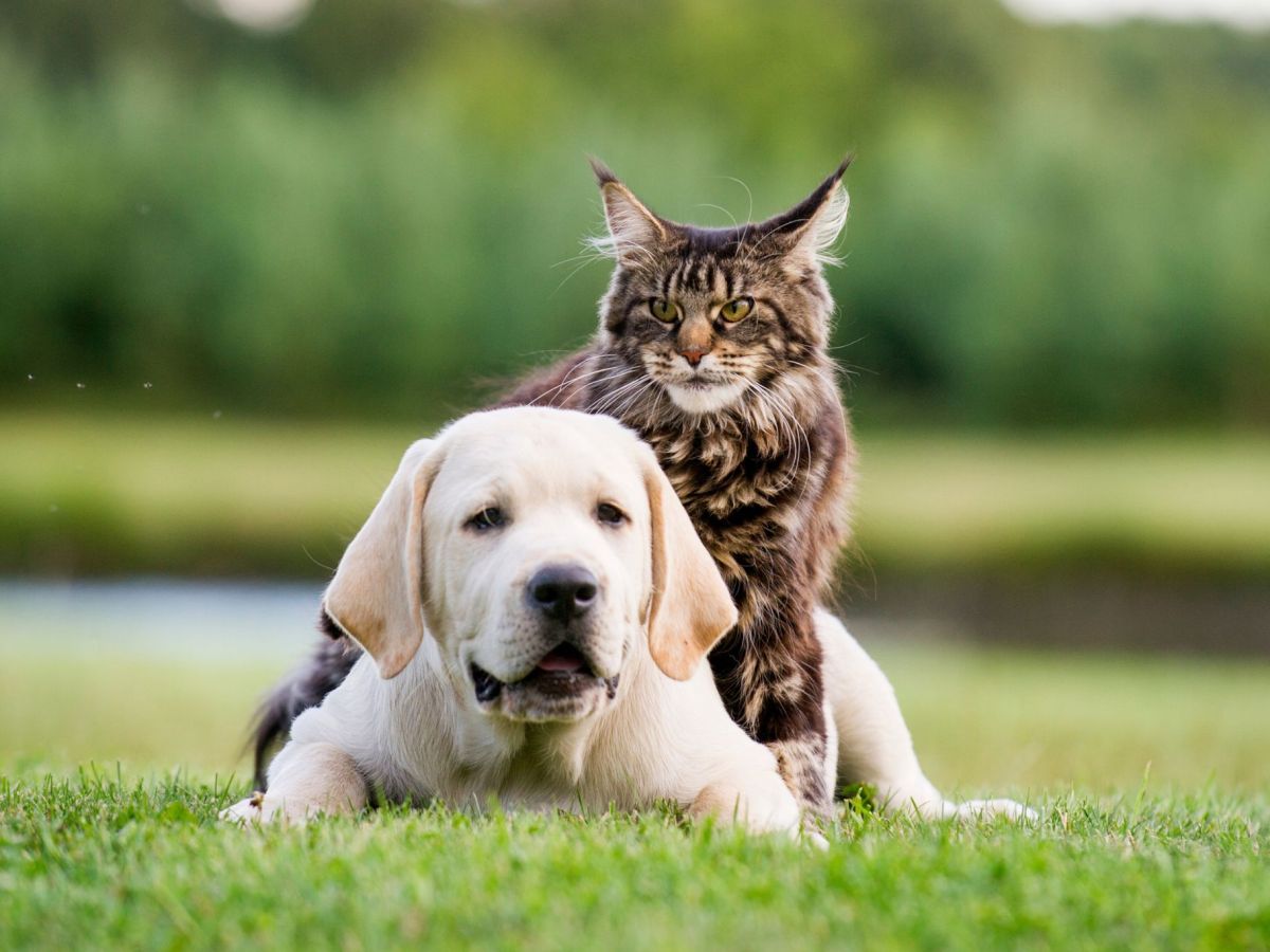 6 Katzenrassen, die sich sehr gut mit Hunden verstehen