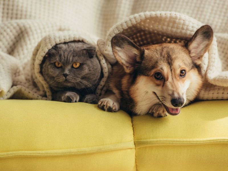 Hund und Katze auf der Couch unter der Decke