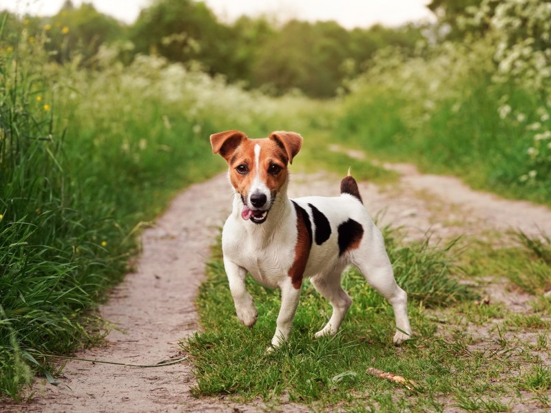 Jack Russell Terrier