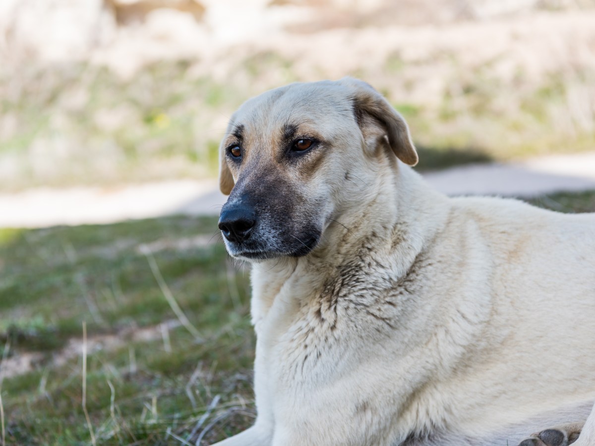 Kangal: Der ultimative Leitfaden zur türkischen Hirtenhundrasse