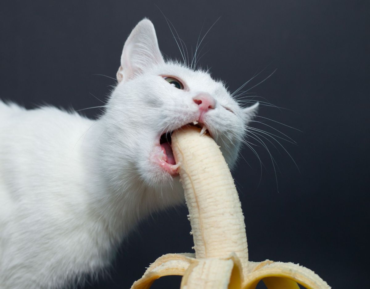 Katze beißt von Banane ab