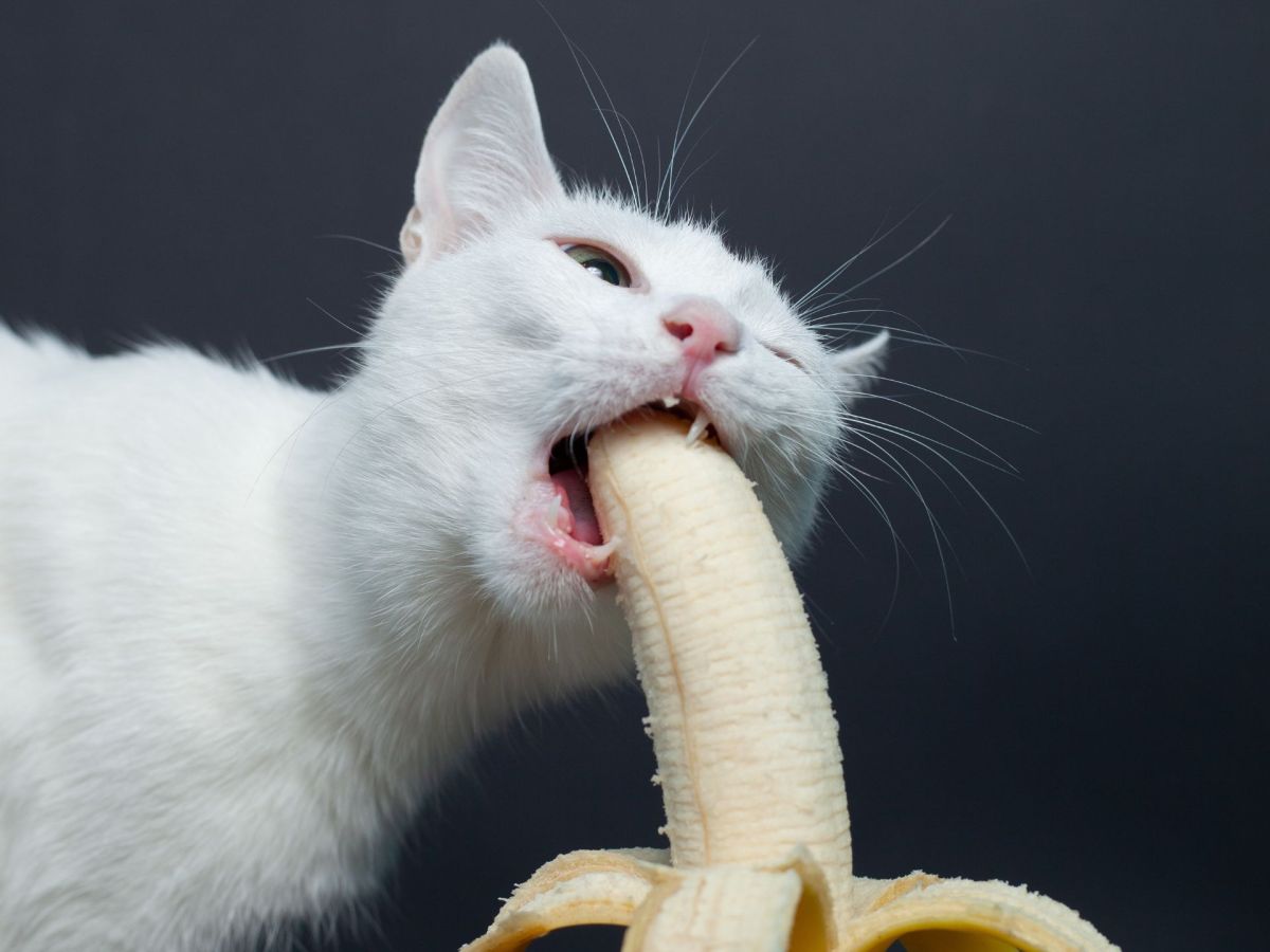 Gelbes Gift oder gesund: Dürfen Katzen Bananen essen?