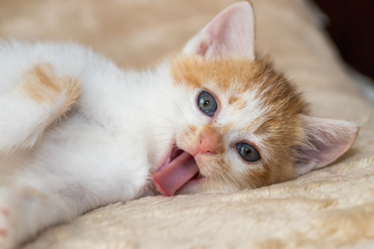 Katze hängt Zunge raus und liegt auf einem Bett