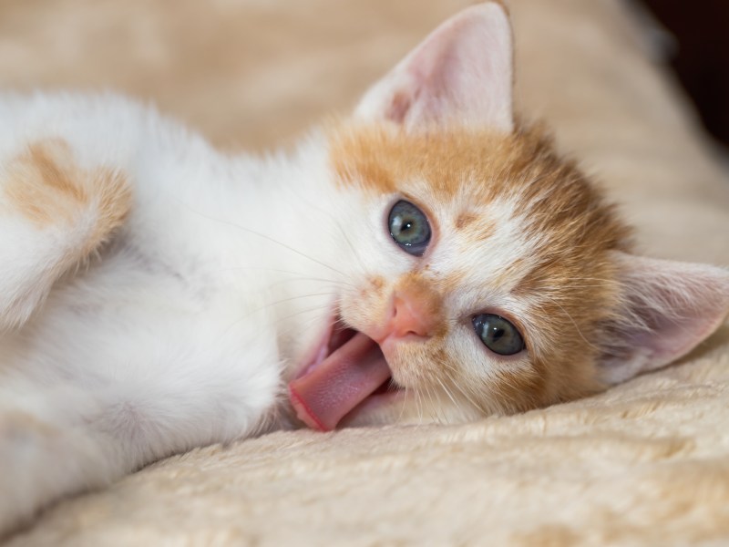 Katze hängt Zunge raus und liegt auf einem Bett