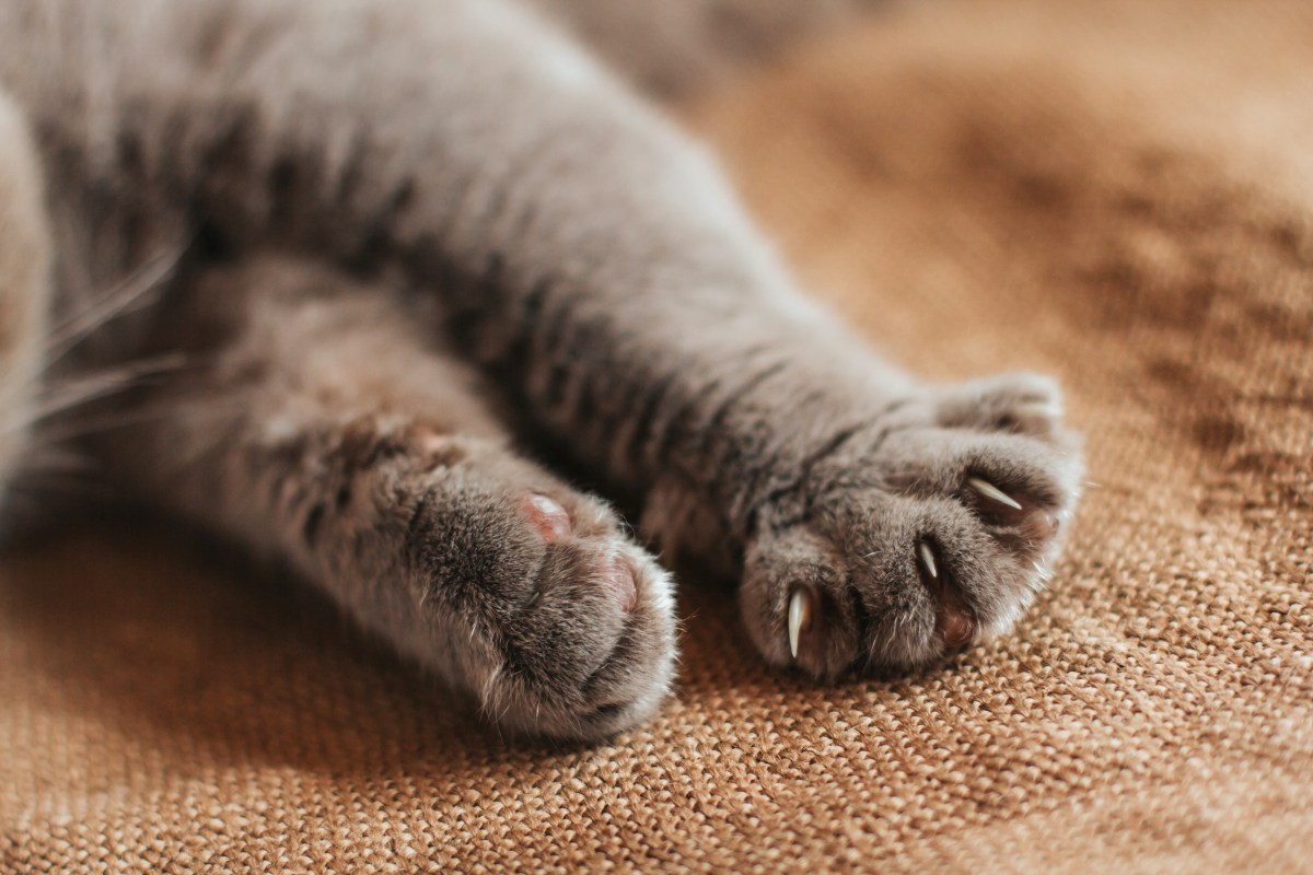 Katze Pfote macht Milchtritt auf Decke