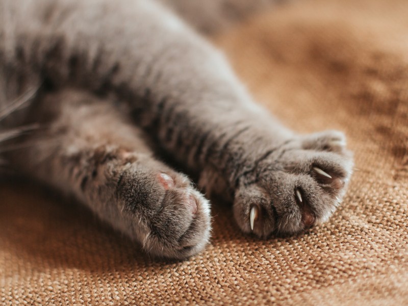 Katze Pfote macht Milchtritt auf Decke