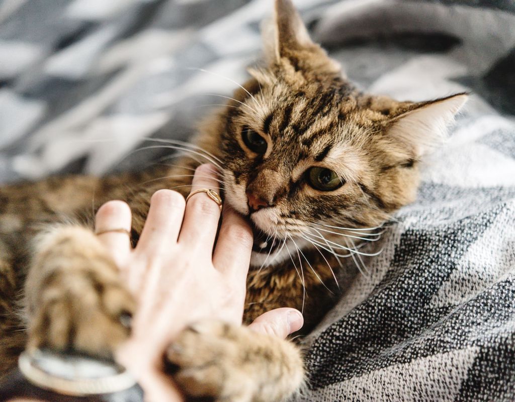 Katzenbiss Katze beißt in Hand