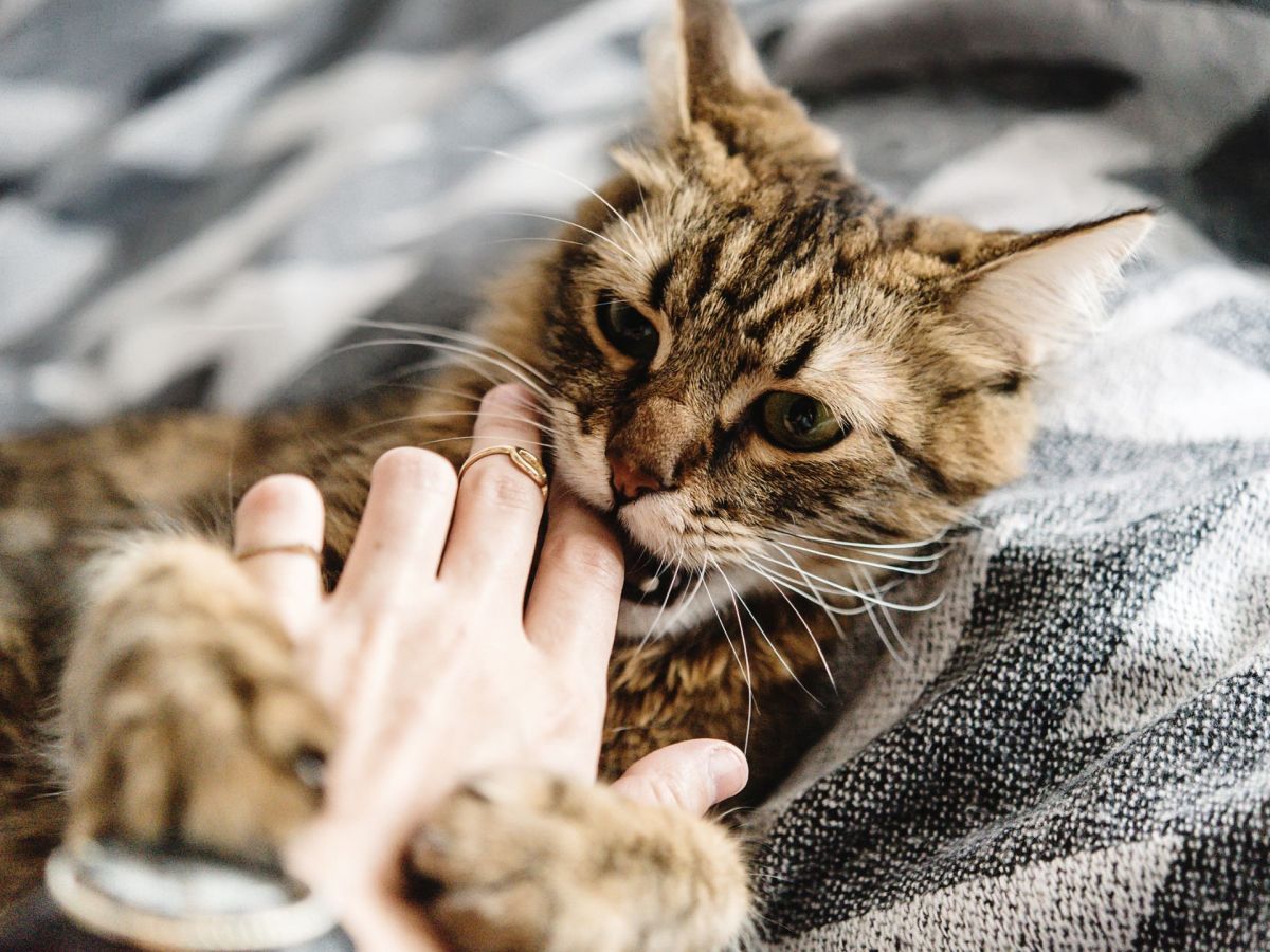 Katzenbiss Katze beißt in Hand