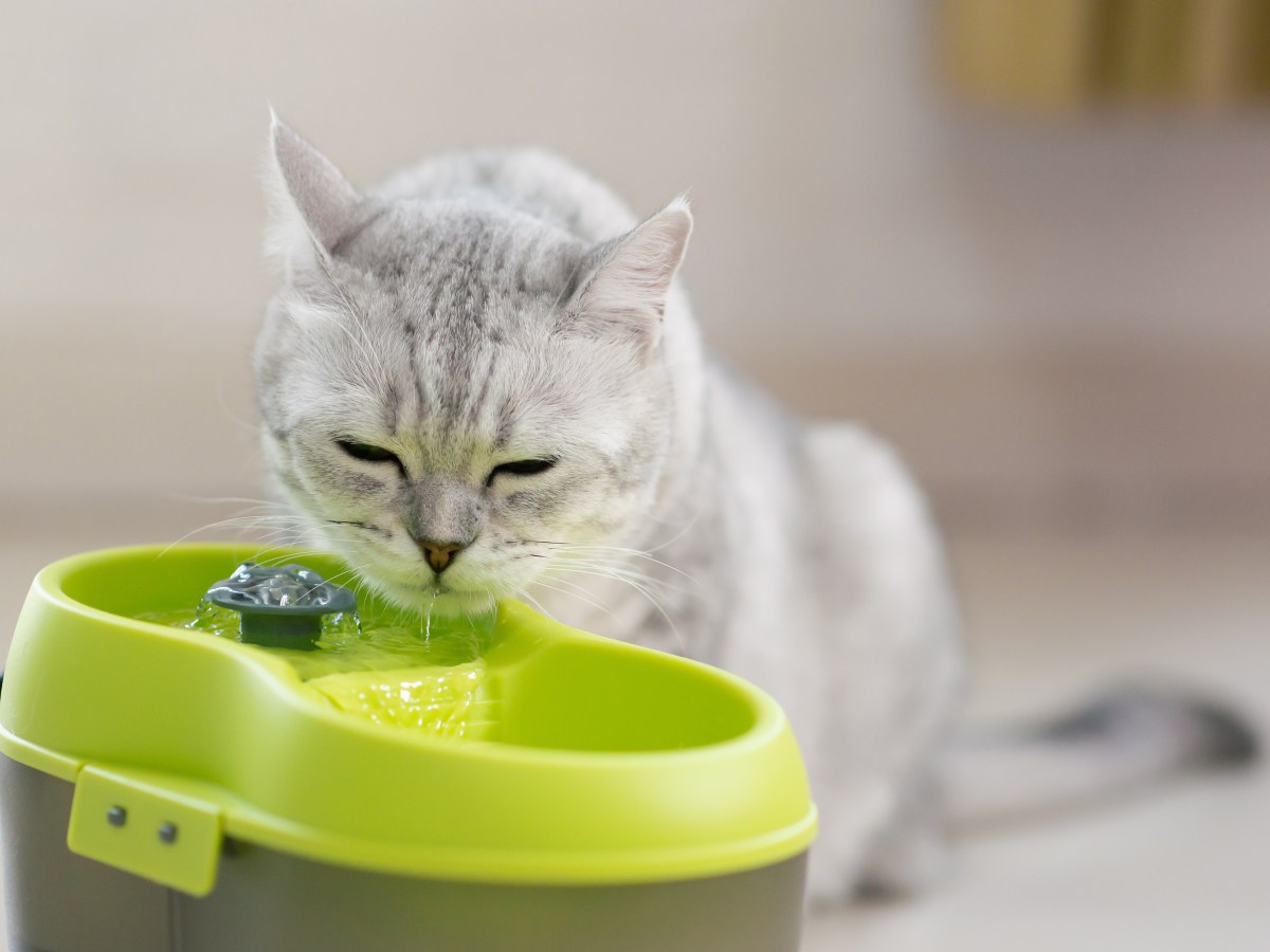 Bakterien und Algen vorbeugen: So reinigst du den Trinkbrunnen deiner Katze