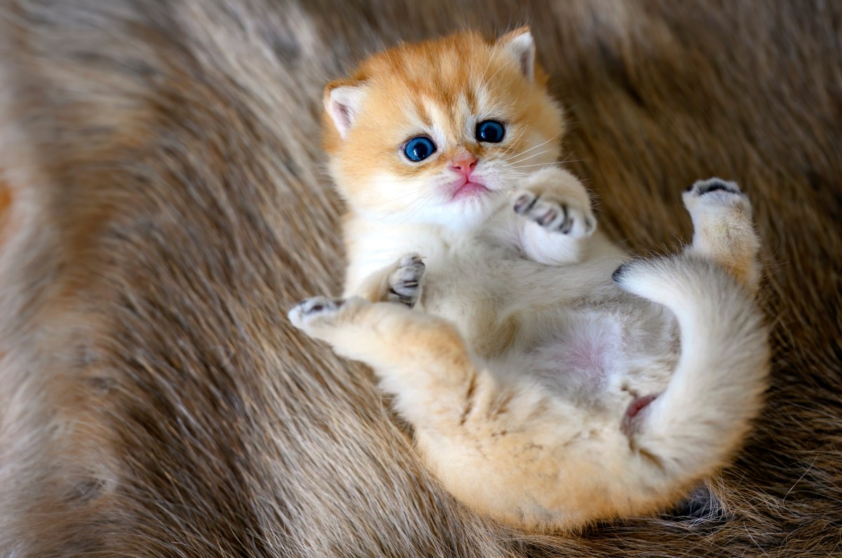 Katzen pupsen Kitten liegt auf dem Rücken