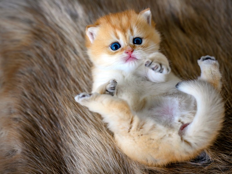 Katzen pupsen Kitten liegt auf dem Rücken