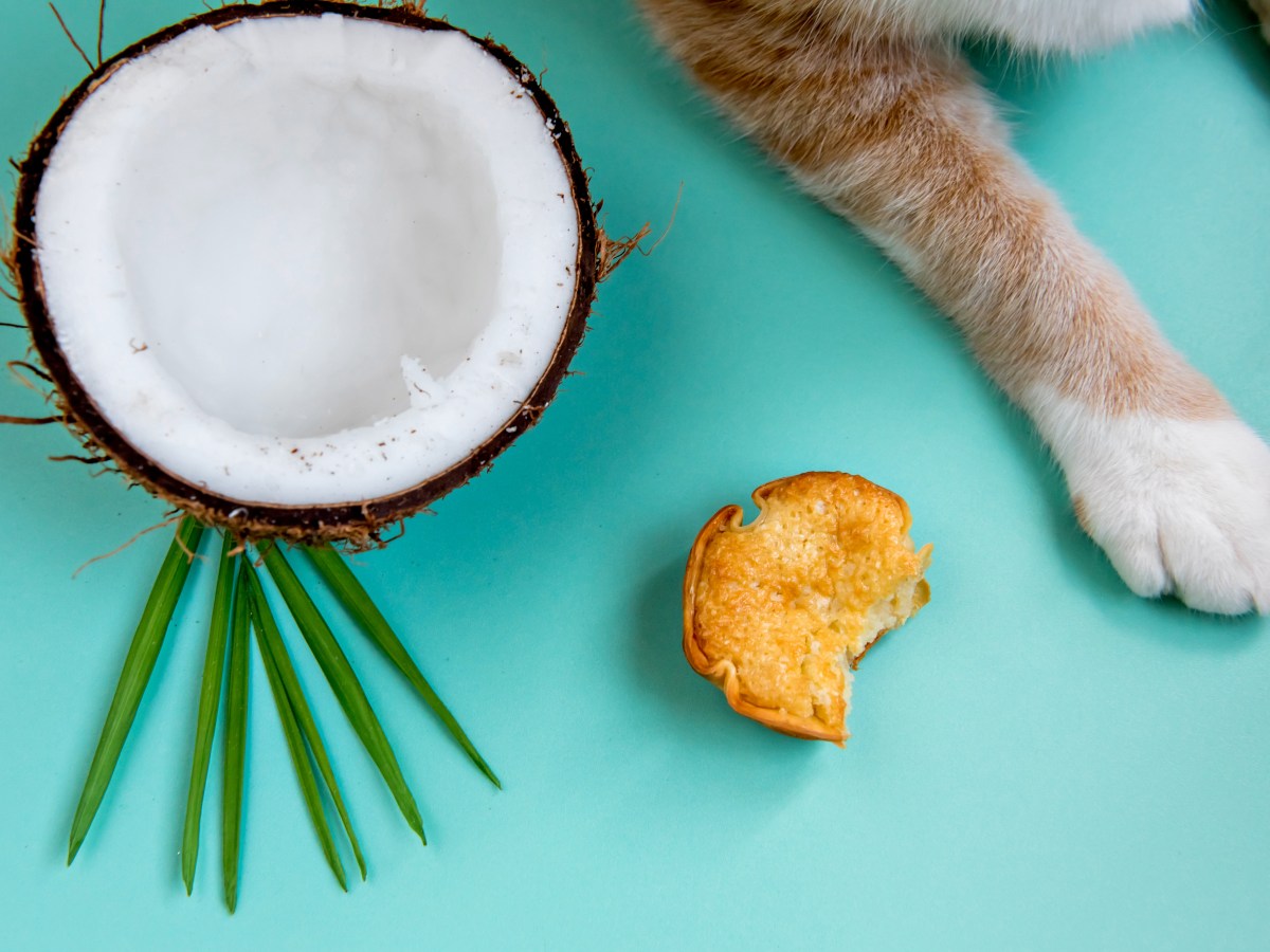 Kokosöl Katzen