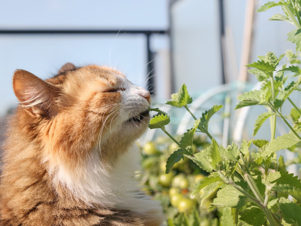 DIY Kräutergarten für die Katze anlegen: So einfach geht’s
