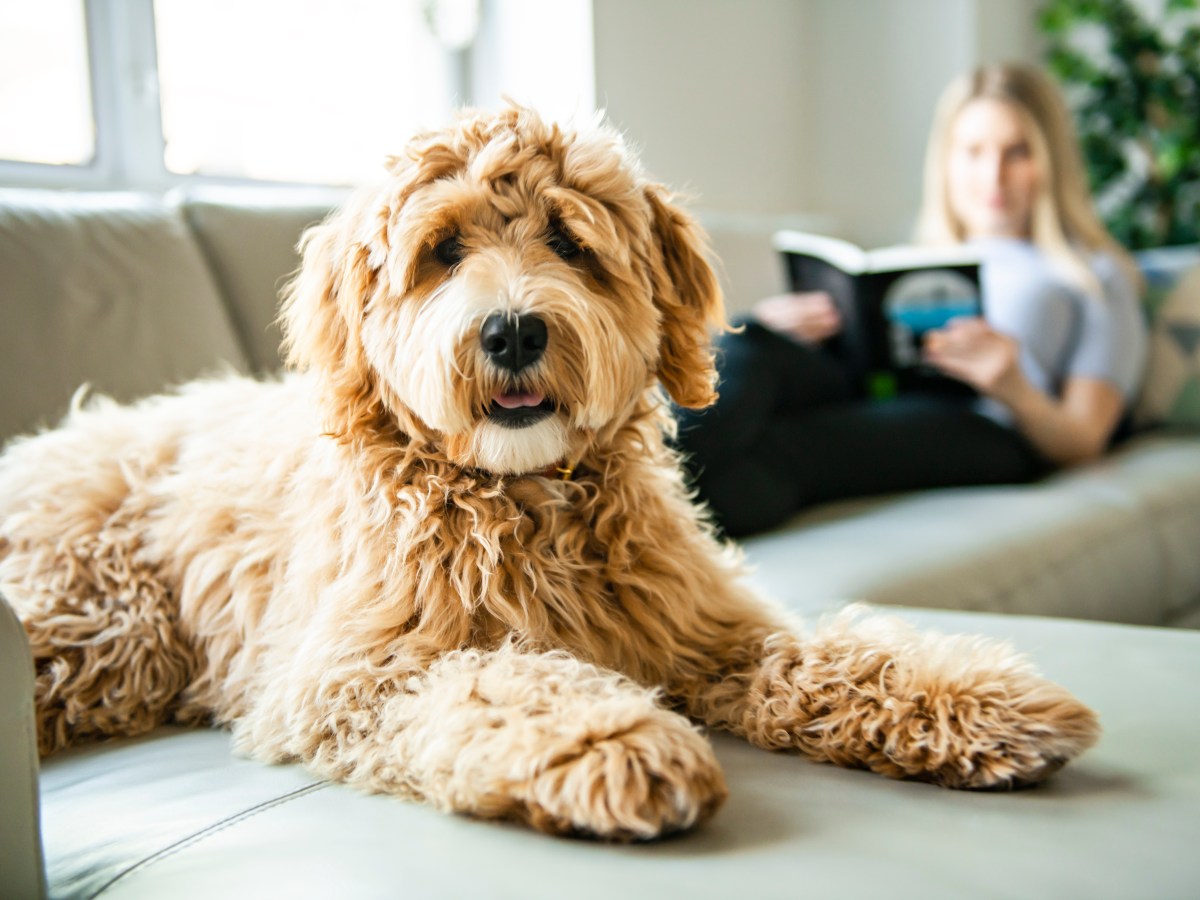 Labradoodle: Der ultimative Guide für Deinen perfekten Familienhund