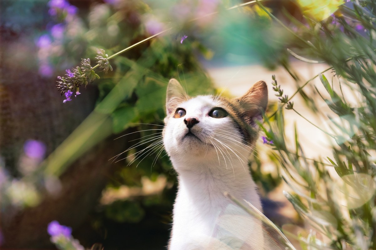 Katze riecht an Lavendel im Garten