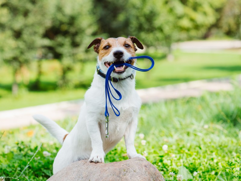 Hund mit Leine im Maul