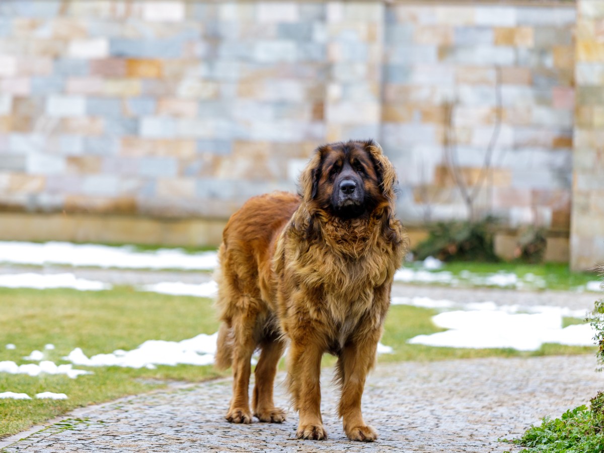 Leonberger: Charakter, Pflege und Eignung als Familienhund