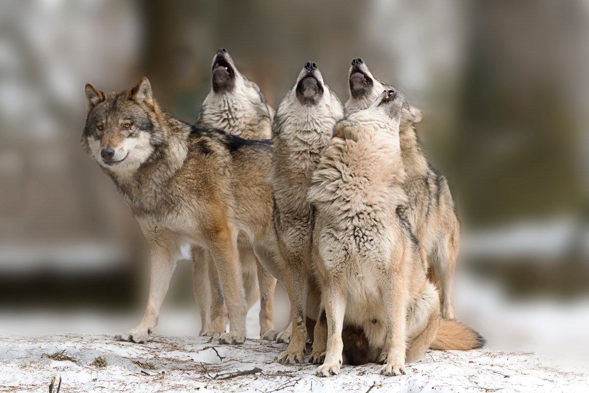 Mutierte Wölfe heulen im Wald