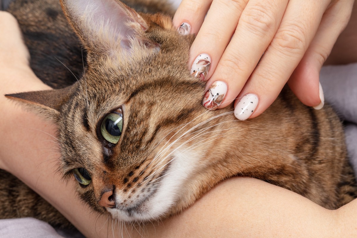 Nagellack Katze ist gefährlich mit frisch lackierten Nägeln