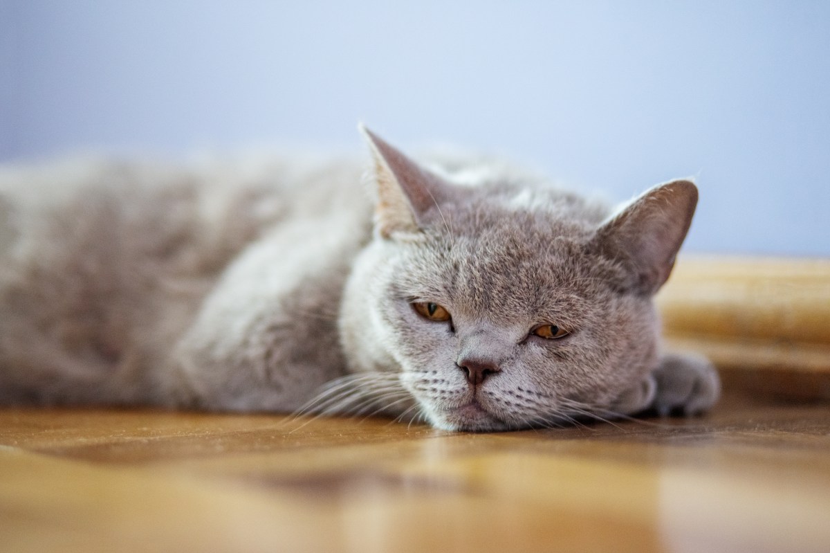 Niereninsuffizienz Katze liegt auf dem Boden müde