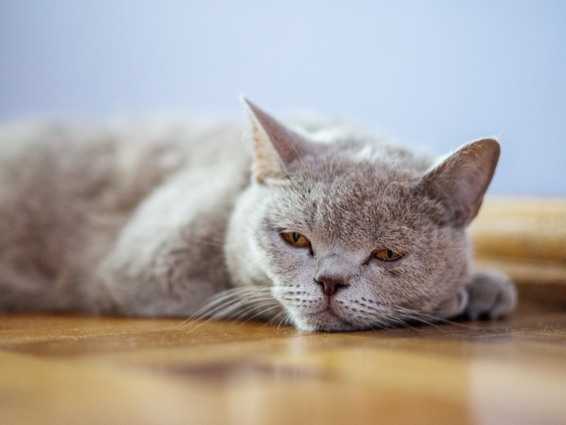 Niereninsuffizienz Katze liegt auf dem Boden müde