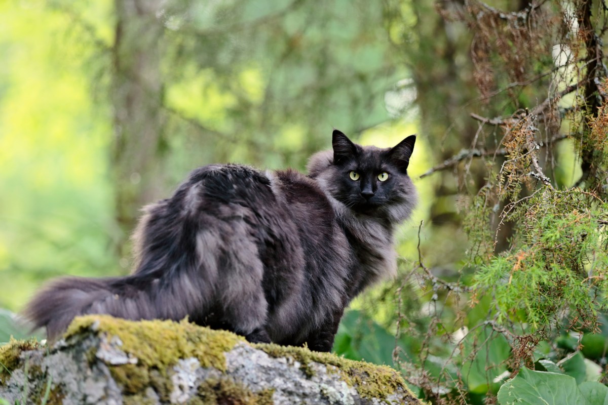 Norwegische Waldkatze auf dem Baumstamm