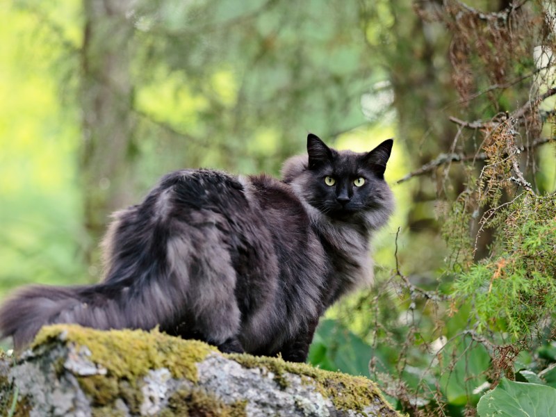 Norwegische Waldkatze auf dem Baumstamm