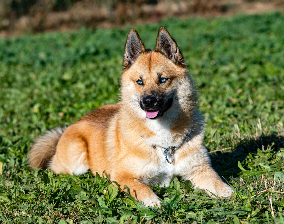 Pomsky