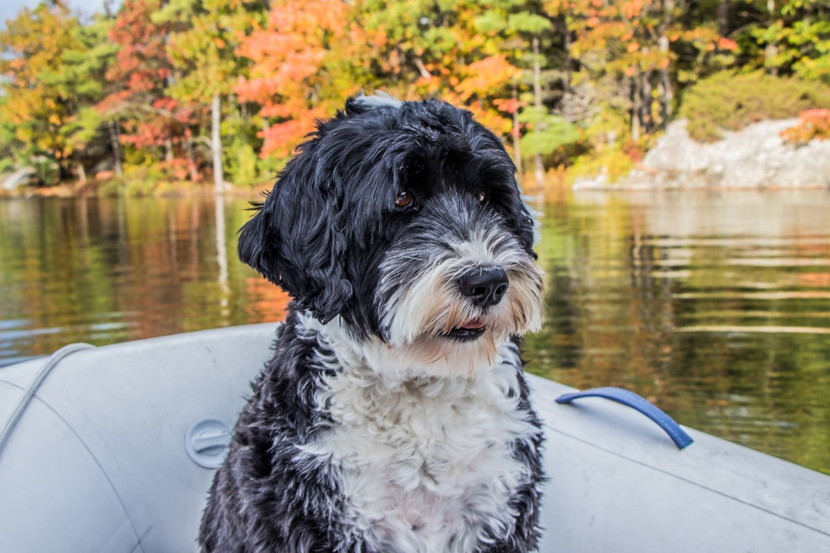 Portugiesischer Wasserhund