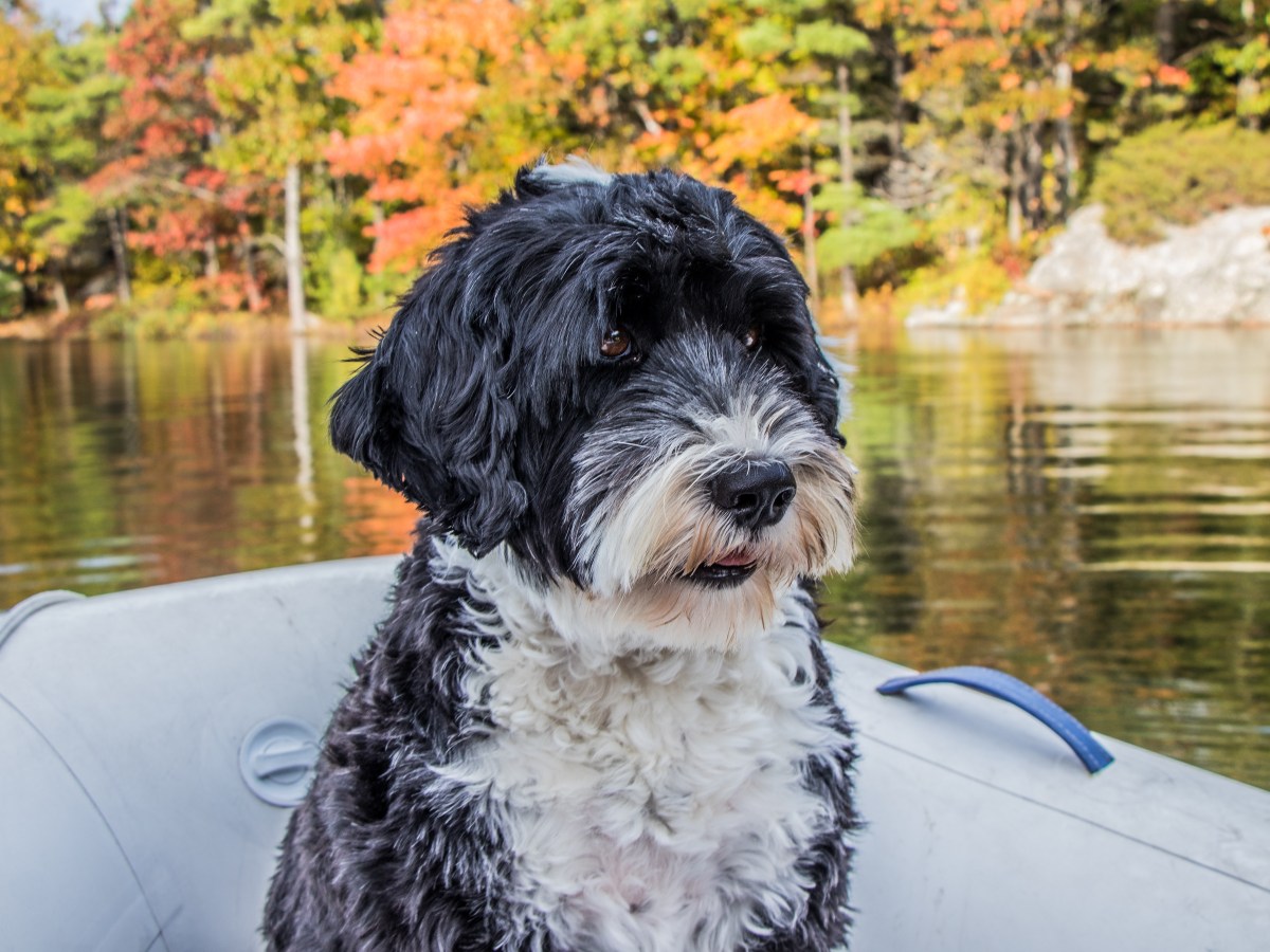 Portugiesischer Wasserhund: Der ultimative Guide für zukünftige Besitzer