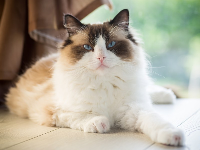 Ragdoll-Katze im Portrait